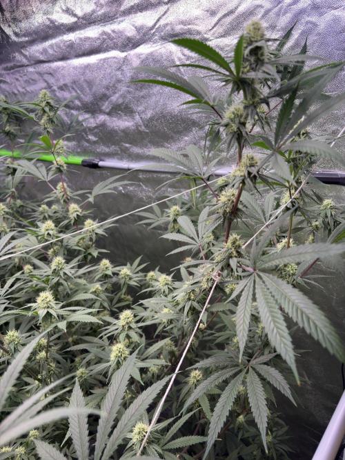 Black Sugar 2.0. Week 13