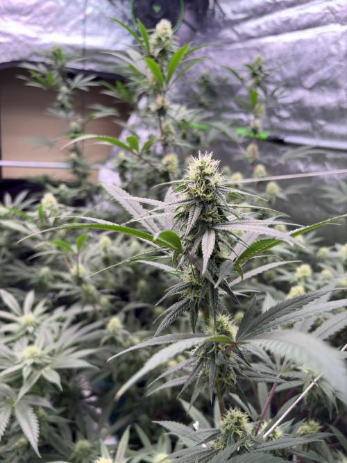 Black Sugar 2.0. Week 13