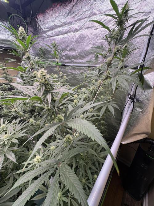 Black Sugar 2.0. Week 13