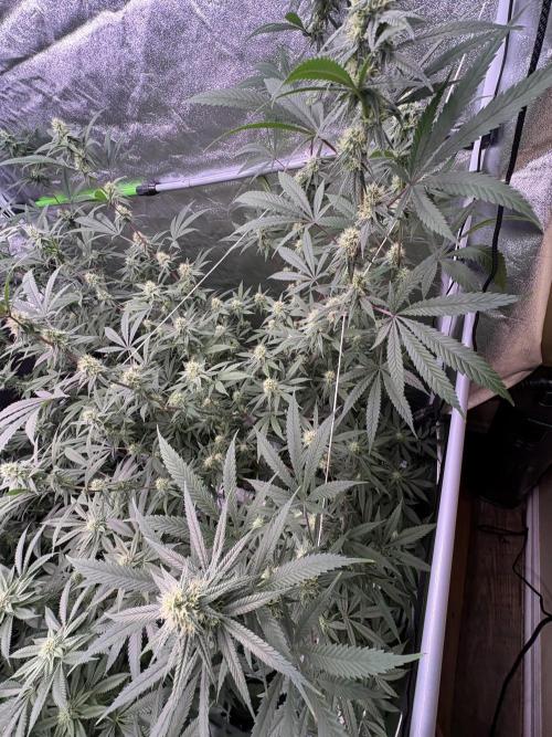 Black Sugar 2.0. Week 13