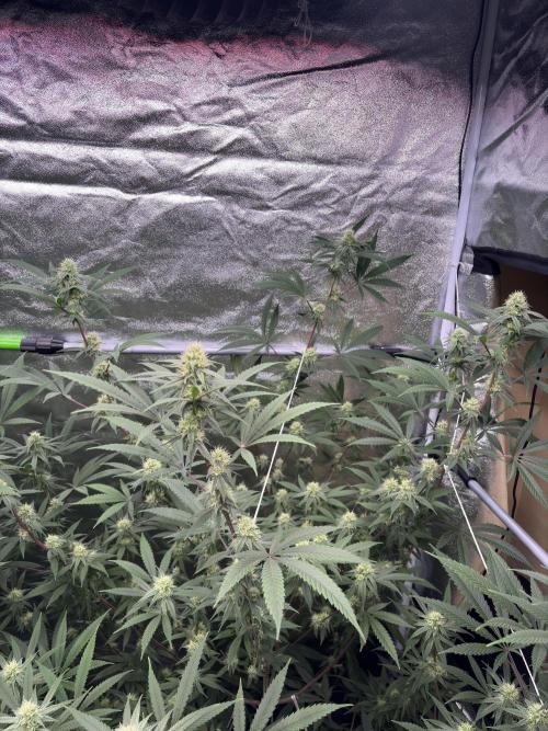 Black Sugar 2.0. Week 13