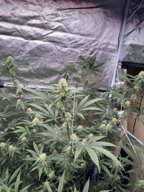 Black Sugar 2.0. Week 13