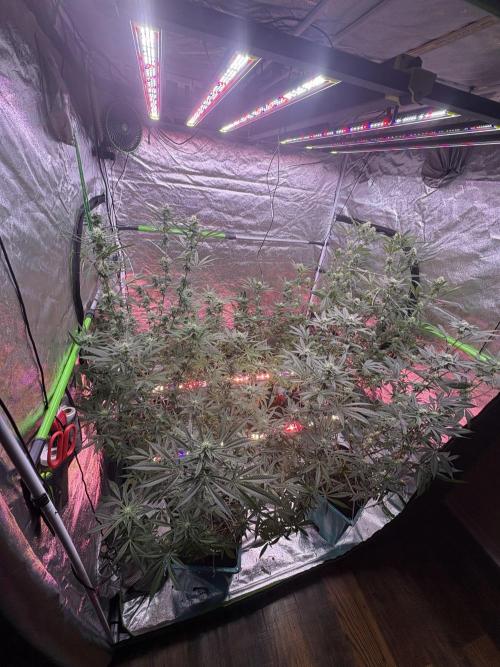 Black Sugar 2.0. Week 13