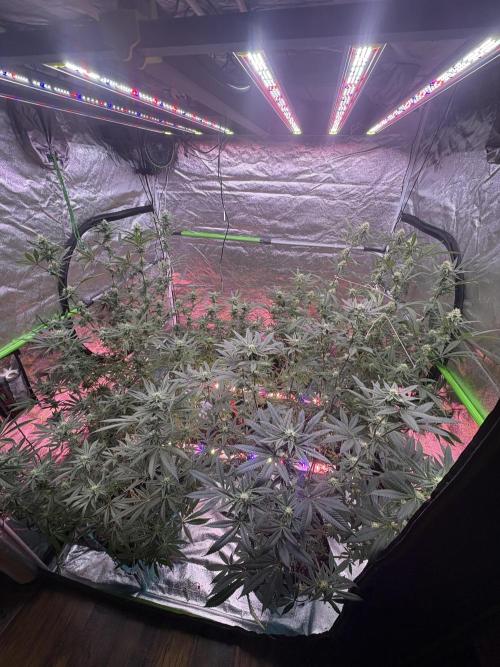 Black Sugar 2.0. Week 13