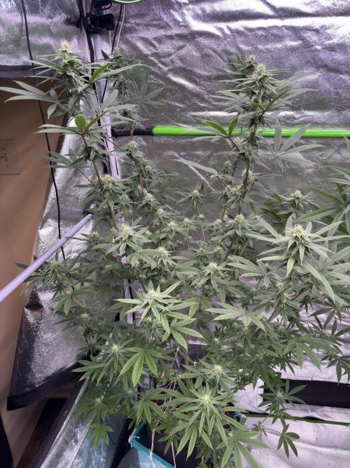 Truffle Jordan. Week 13