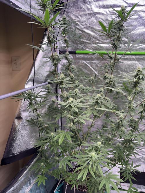 Truffle Jordan. Week 13