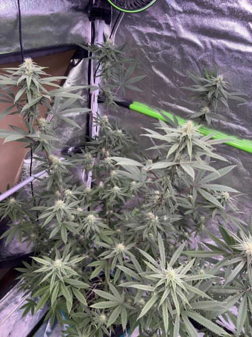 Truffle Jordan. Week 13