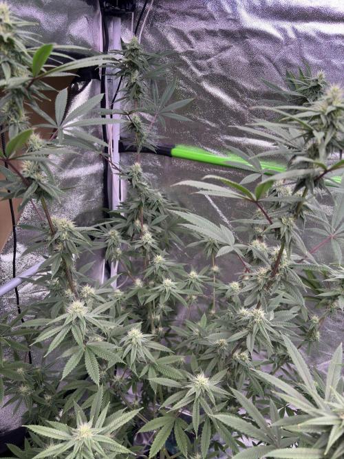 Truffle Jordan. Week 13