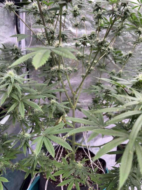 Truffle Jordan. Week 13