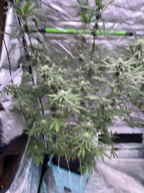 Truffle Jordan. Week 13