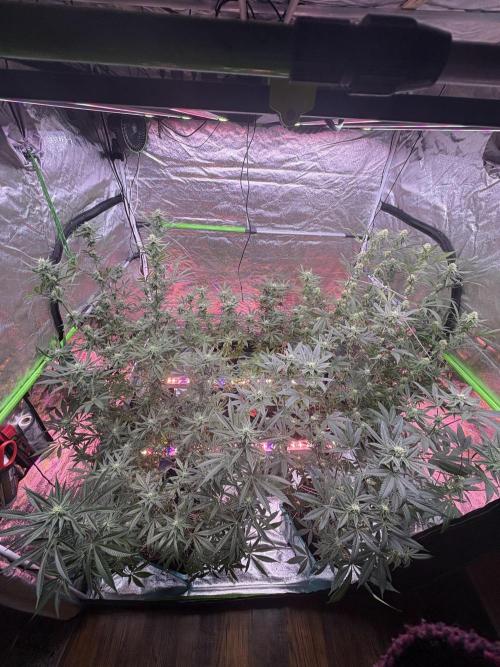 Truffle Jordan. Week 13