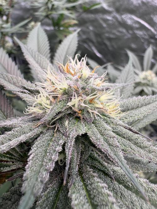 Wedding Gelato. Week 14