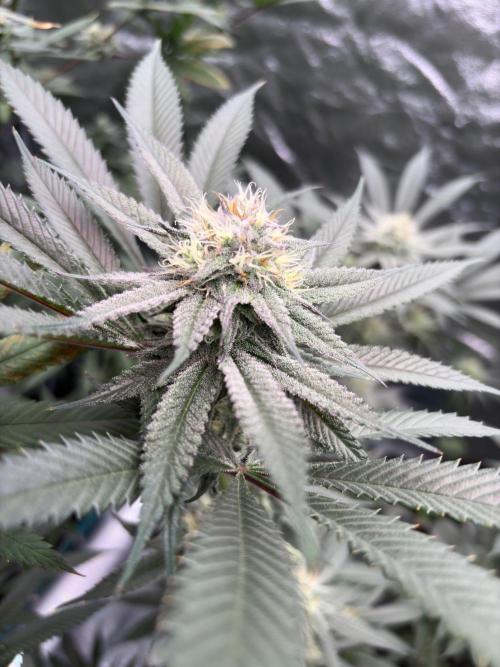 Wedding Gelato. Week 14