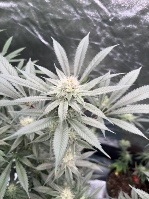 Wedding Gelato. Week 14