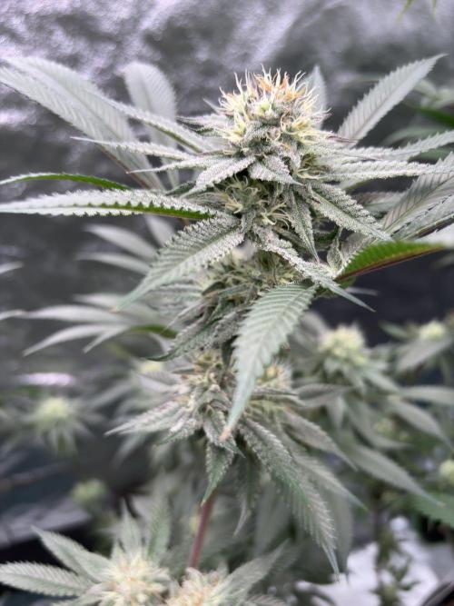 Wedding Gelato. Week 14