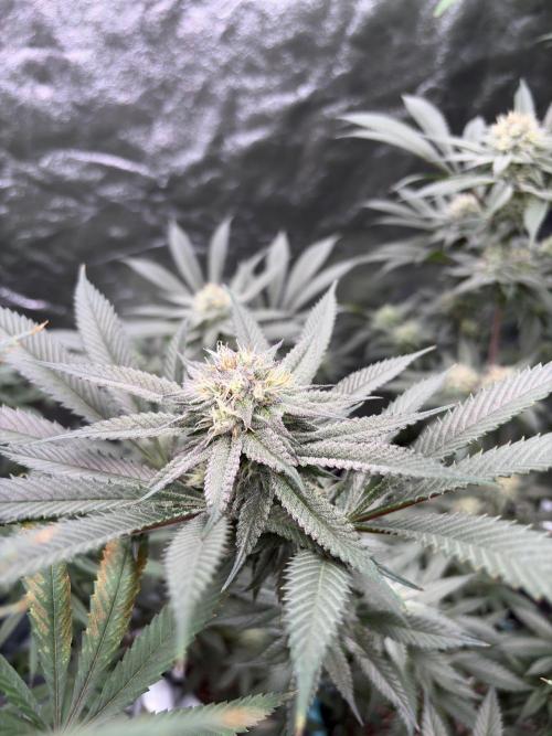 Wedding Gelato. Week 14