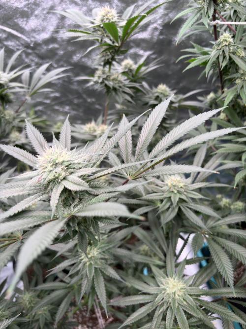 Wedding Gelato. Week 14