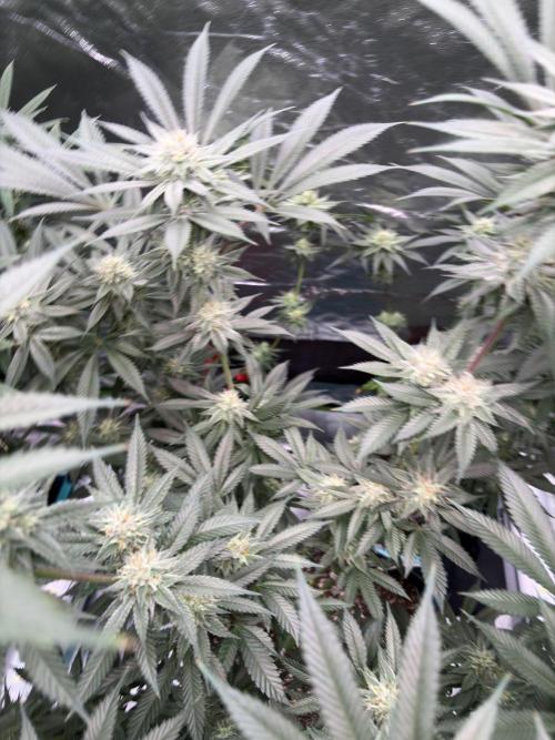 Wedding Gelato. Week 14