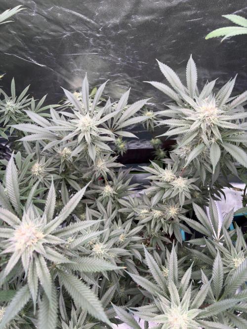 Wedding Gelato. Week 14