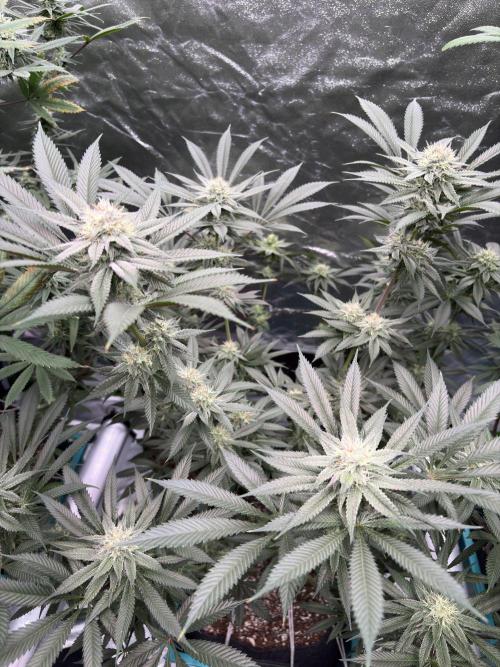 Wedding Gelato. Week 14