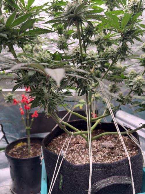 Wedding Gelato. Week 14