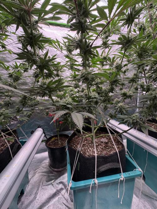 Wedding Gelato. Week 14