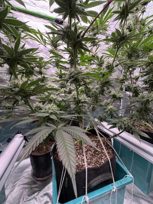 Wedding Gelato. Week 14