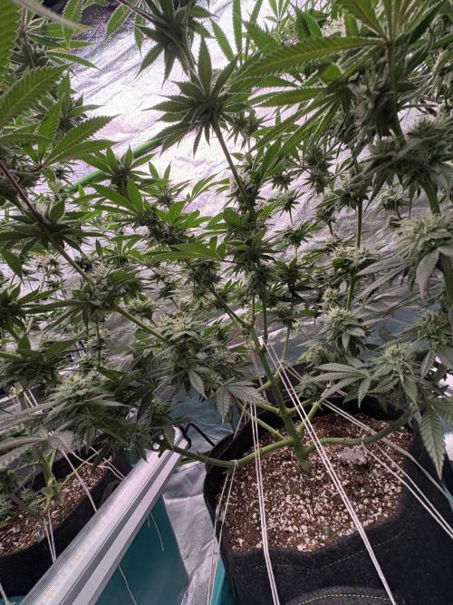 Wedding Gelato. Week 14