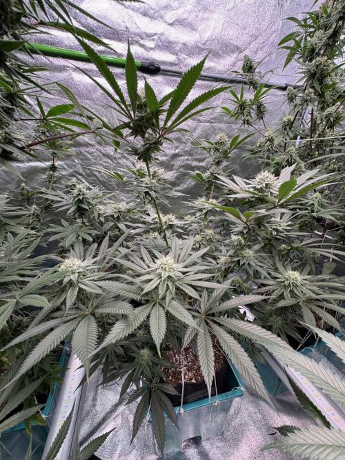 Wedding Gelato. Week 14