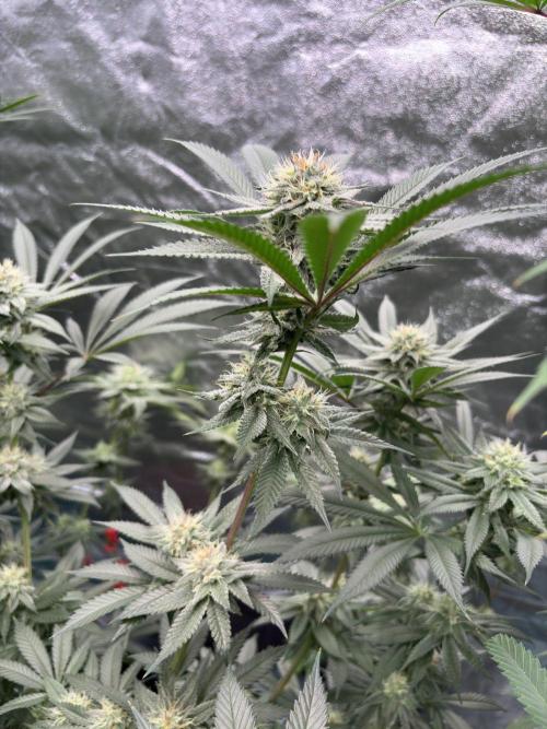 Wedding Gelato. Week 14