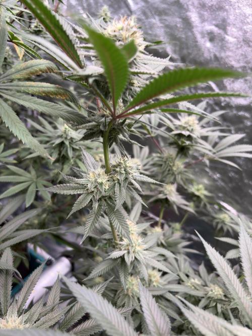 Wedding Gelato. Week 14