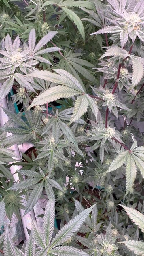 Straw-Lectric Lemonade