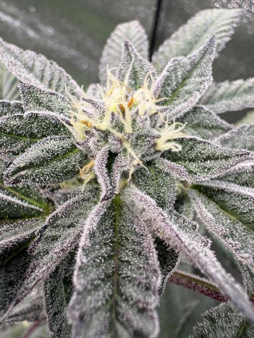 Straw-Lectric Lemonade. Week 14