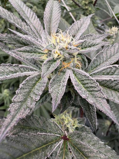 Straw-Lectric Lemonade. Week 14