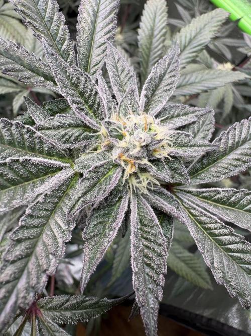 Straw-Lectric Lemonade. Week 14