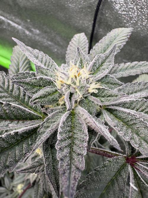 Straw-Lectric Lemonade. Week 14