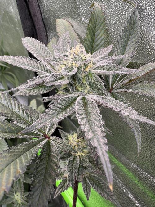 Straw-Lectric Lemonade. Week 14