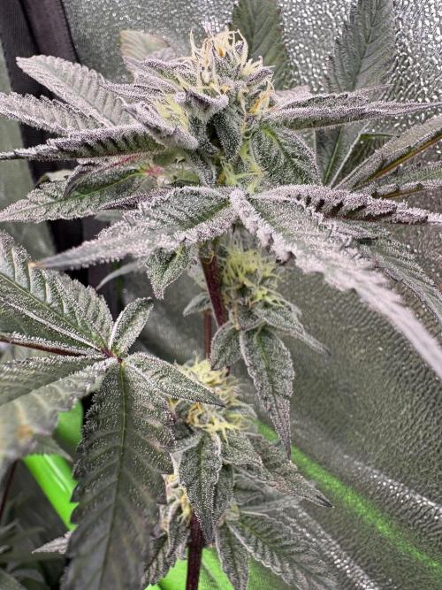 Straw-Lectric Lemonade. Week 14