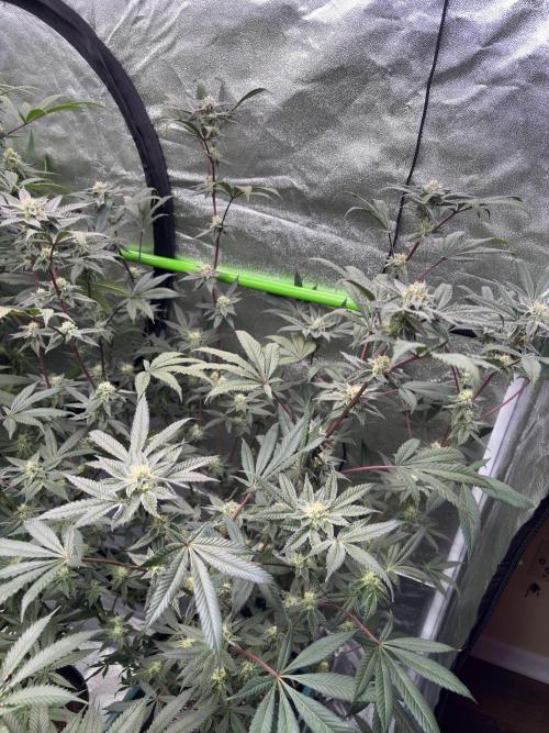 Straw-Lectric Lemonade. Week 14