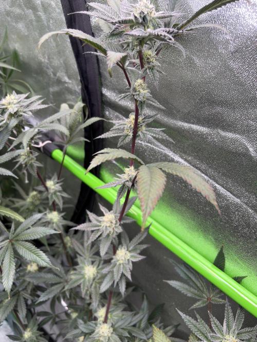 Straw-Lectric Lemonade. Week 14