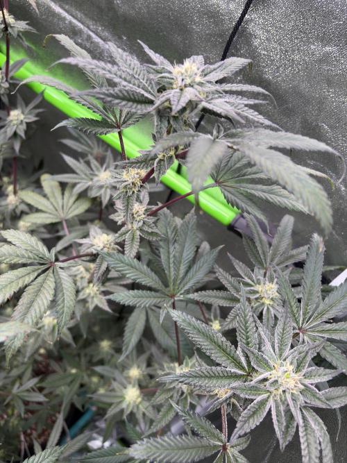 Straw-Lectric Lemonade. Week 14