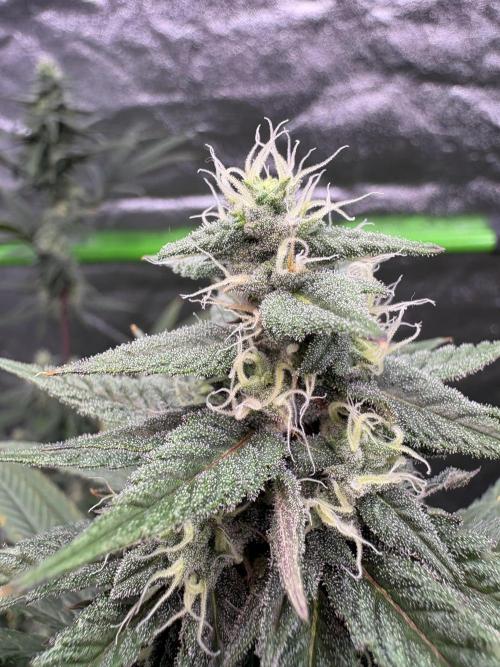 Truffle Jordan. Week 14