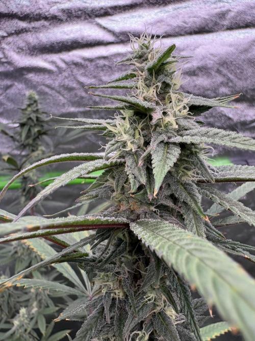 Truffle Jordan. Week 14