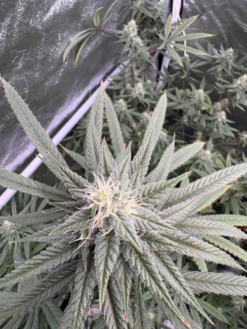 Truffle Jordan. Week 14