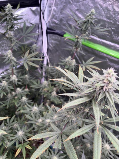 Truffle Jordan. Week 14