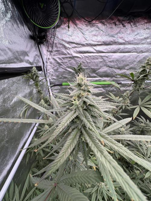 Truffle Jordan. Week 14