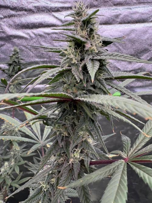 Truffle Jordan. Week 14