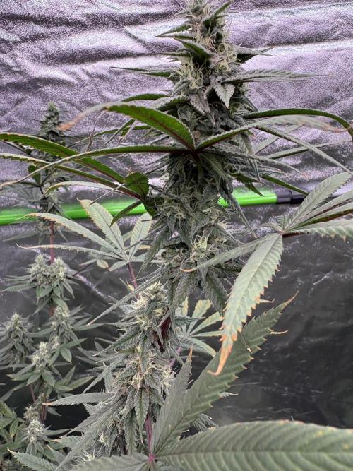 Truffle Jordan. Week 14