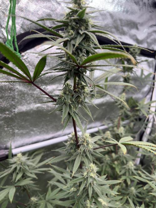 Truffle Jordan. Week 14