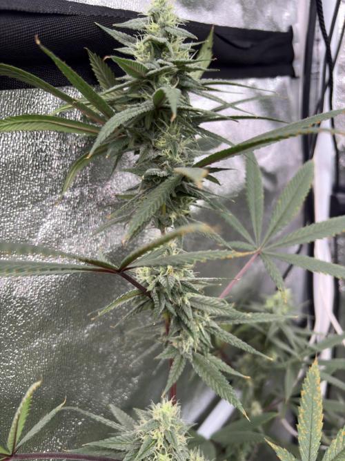 Truffle Jordan. Week 14